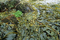 Giant kelp on shoreline {Macrocystis integrifolia}, at low tide, Olmpic National Park, Washington