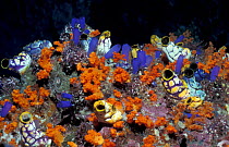 Sea squirts {Polycarpa aurata + Rhopalaea sp} and soft coral, Banda, Moluccas, Indonesia, Indo