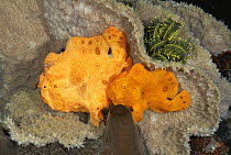Painted frogfish {Antennarius pictus} Male (small) and female (large) Sulawesi, Indonesia