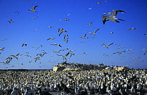 Cape gannet colony on Bird Island {Morus capensis}, Lamberts Bay, South Africa