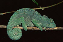 Oustalet's chameleon {Furcifer oustaleti} female at night, Ankarana Special R, Madagascar,