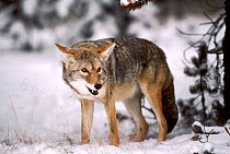 Coyote portrait {Canis latrans}, Yellowstone National  Park, Wyoming, USA