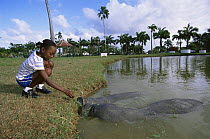 Child feeds Florida manatee {Trichechus manatus} Georgetown zoo, Guyana