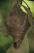 Paper wasp nest {Polistes sp} Iwokrama reserve, Guyana