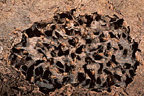 Termites {Isoptera} in nest, Iwokrama reserve, Guyana