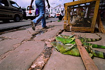 Green iguanas for sale for food, Starbroak market Georgetown, Guyana, South America