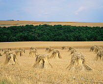 Corn stooks drying in field - Straw to be used for thatching, Lower Perwood farm, Wiltshire, UK.