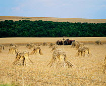 Harvesting corn and Corn stooks drying in field. Straw to be used for thatching, Lower Perwood farm, Wiltshire, UK.