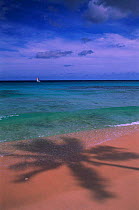 Shadow of Palm tree on tropical beach, Barbados, Caribbean