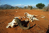 Skeletal remains of African buffalo {Syncerus caffer} Tsavo NP, Kenya