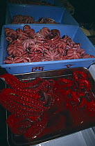 Octopus for sale at Tsukiji fish market, Tokyo, Japan. 2000