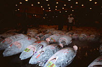 Frozen Blue fin tuna at Tsukiji fish market, Tokyo, Japan
