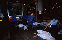 Unloading Frozen Blue fin tuna at Tsukiji fish market, Tokyo, Japan