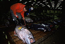 Bluefin tuna {Thunnus thynnus} being inspected in Tsukiji fish market, Tokyo, Japan.
