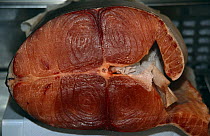 Blue fin tuna meat {Thunnus thynnus} for sale in Tsukiji fish market, Tokyo, Japan. 2000