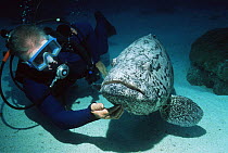 Diver tickling Potato grouper {Epinephelus tukula} under the chin, Great Barrier Reef, Australia