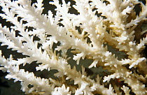Bleached (Acropora) coral, Papua New Guinea
