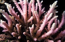 Pink {Acropora} coral with bleached tips Papua New Guinea