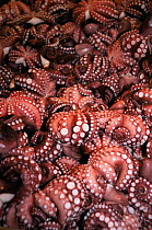 Octopus for sale in Tsukiji fish market, Tokyo, Japan.