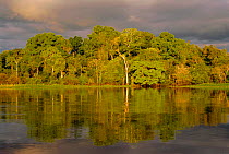 Mamiraua flooded forest, Amazonia, Brazil