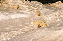Polar bear mother and cubs sliding down slope {Ursus maritimus} Canadian Arctic