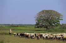 Gaucho with cattle on ranch Pantanal, Brazil