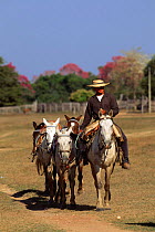 Gaucho on cattle ranch, Pantanal, Brazil