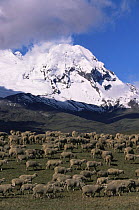 Flock of sheep on the Paramo, Mount Antisana behind, Andes, Ecuador