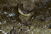 Little brown bat male and female mating (Myotis lucifugus) Branford, Conneticut, USA