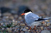 Common tern {Sterna hirundo} at start of adult moult, Angus, Scotland, UK