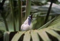 Bare throated bellbird {Procnias nudicollis} perched, calling, Brazil, Vulnerable species