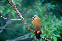 Capuchin bird / Calf bird calling {Perissocephalus tricolor} Brazil