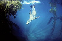 Californian sealion underwater in kelp forest {Zalophus califonianus}, California, USA