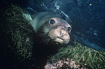 Northern elephant seal (Mirounga angustirostris) swimming underwater amongst sea grass, off Mexico