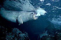 Northern elephant seal underwater breathing out at sea surface, off Mexico, Central America