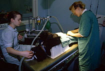 Vet neutering dog {Canis familiaris} under general anaesthetic, Exeter, Devon, UK.