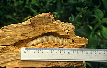 Long horned beetle larva in wood (Callipogon relictus) Russia