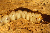 Long horned beetle larva in wood (Callipogon relictus) Russia