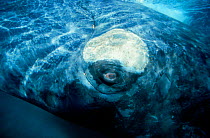 Southern right whale close up underwater, off Patagonia, S. America