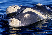 Southern right whale close-up at surface {Balaena glacialis australis} encrusted with barnacles, Patagonia Argentina