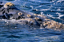 Southern right whale at surface {Balaena glacialis australis} Patagonia S America