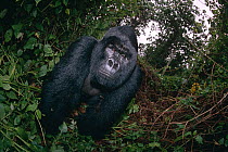 Silverback Mountain gorilla 'Rafiki' {Gorilla beringei} Virunga NP, Democratic Republic of Congo