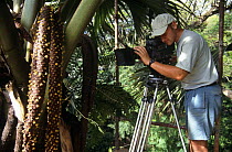 Camerman Gavin Thurston filming Coco de Mer catkins. Mahe, Seychelles Botanical gardens