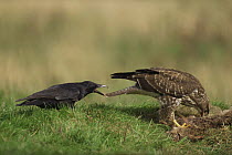 Carrion crow {Corvus corone} pulling the tail of a Common buzzard {Buteo buteo} as it feeds. Wales, UK