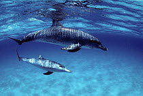 Atlantic spotted dolphins underwater {Stenella frontalis} Bahamas