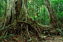 Fig tree {Ficus) buttress roots in tropical rainforest Manu NP, Peru, South America