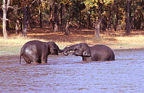 Juvenile domesticated Indian elephants {Elephas maximus} playing in water, Bandhavgarh NP, Madhya Pradesh, India