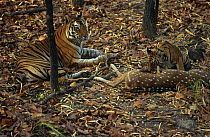 Bengal Tiger {Panthera tigris tigris} female and cub at deer kill, Bandhavgarh NP, India