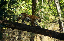Bengal Tiger {Panthera tigris tigris} cub walking along log, Bandhavgarh NP, India
