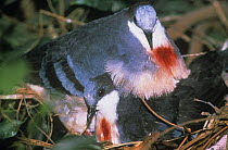 Luzon bleeding heart pigeon {Gallicolumba luzonica}pair, captive, native to Philippines